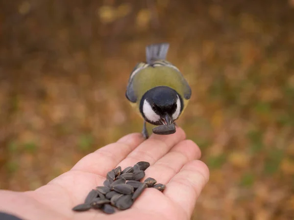 Titmouse Eet Zaden Uit Palm Van Een Persoon — Stockfoto