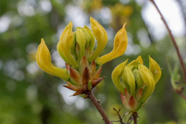 Rododendro giallo — Foto Stock