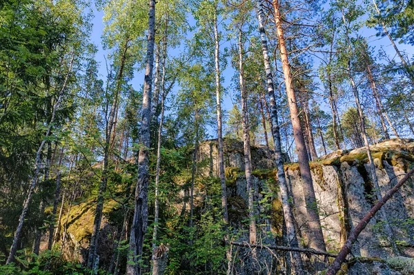 Forest with high cliffs — Stock Photo, Image