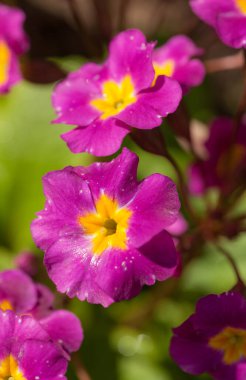 Bahar günü çiçek açan çuha çiçeği kapanıyor.