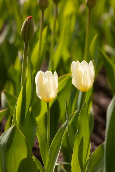 Two White Tulips Spring Day — Stock Photo, Image