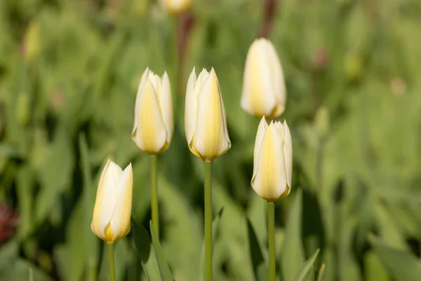 春天里的白色郁金香 — 图库照片