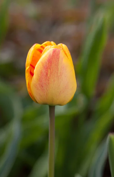 Bright Tulip Spring Day Close — Stock Photo, Image