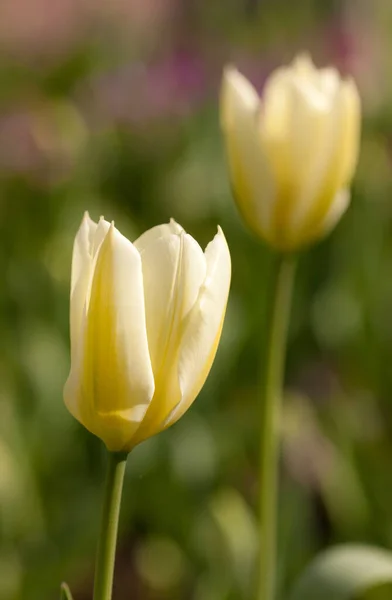 Two White Tulips Spring Day — Stock Photo, Image