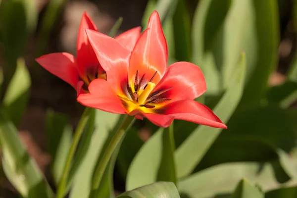 春天的一天 两片红色的郁金香 — 图库照片
