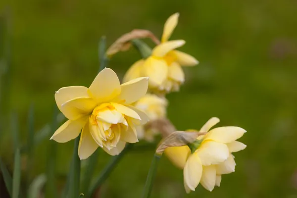 Narcisos Amarillos Primer Día Primavera —  Fotos de Stock
