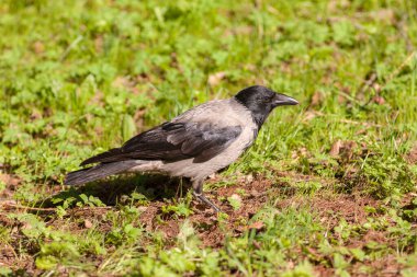 Çimlerin üzerindeki bir karga portresi