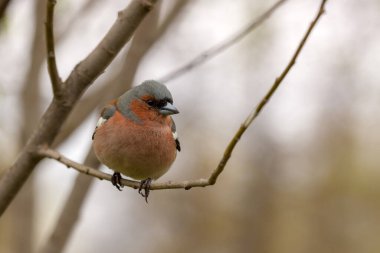Ağacın dalındaki bir papatya ağacının portresi.