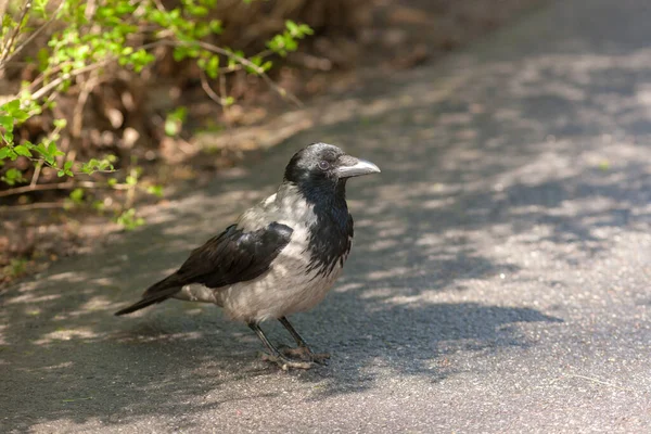 Portrait Crow Asphalt Close — Stock Photo, Image