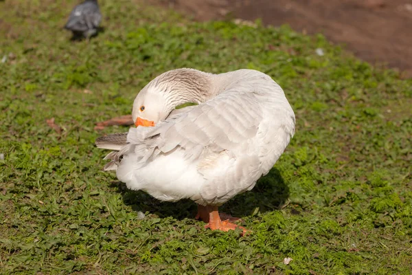 Porträt Einer Gans Gras Aus Nächster Nähe — Stockfoto