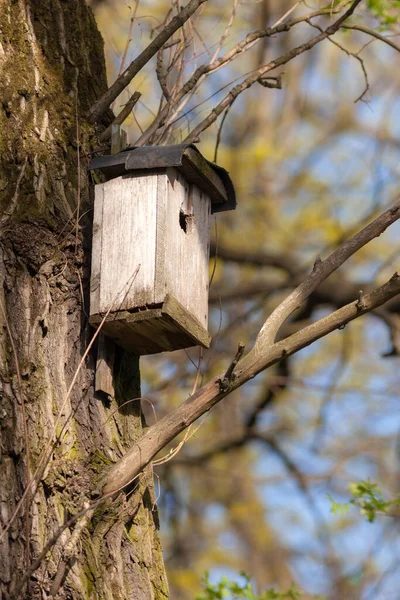 春天公园里树上的鸟屋 — 图库照片