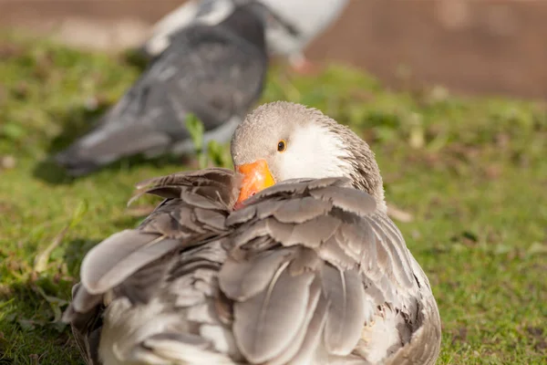 Porträt Einer Gans Gras Aus Nächster Nähe — Stockfoto