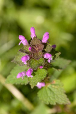 Isırgan otu bir bahar günü kapanıyor.