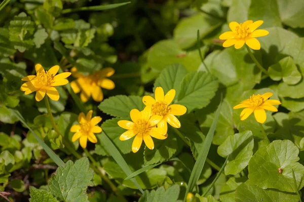 Piccoli Fiori Gialli Tra Erba Primavera — Foto Stock