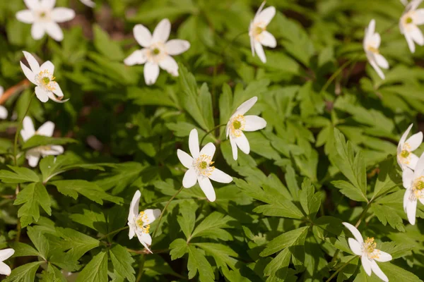 Flores Brancas Anêmona Madeira Primavera — Fotografia de Stock