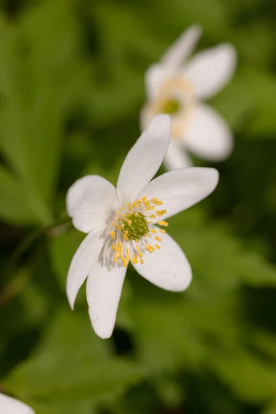 White Flower Anemone Spring Close — Stock Photo, Image