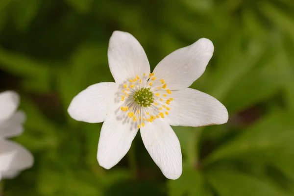 White Flower Anemone Spring Close — Stock Photo, Image