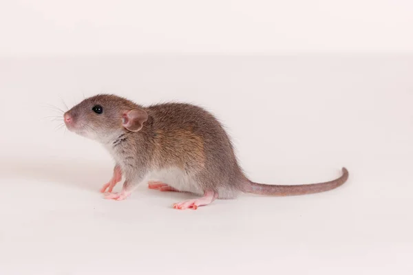Studio Portret Van Een Baby Rat Close — Stockfoto