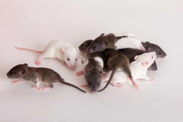 Portrait Studio Petit Rat Sur Fond Blanc — Photo