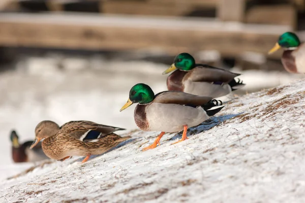 冬天雪上的一群鸭子 — 图库照片