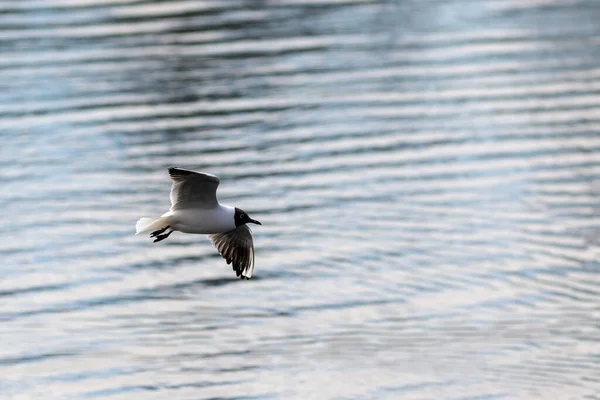 Gaviota Vuelo Sobre Fondo Agua —  Fotos de Stock