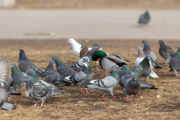 Güvercin Sürüsü Yerde Bir Ördek — Stok fotoğraf