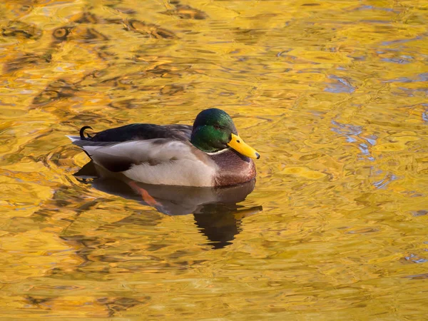 Sonbaharda Altın Yeşilliklerin Yansımalarıyla Sudaki Ördek — Stok fotoğraf