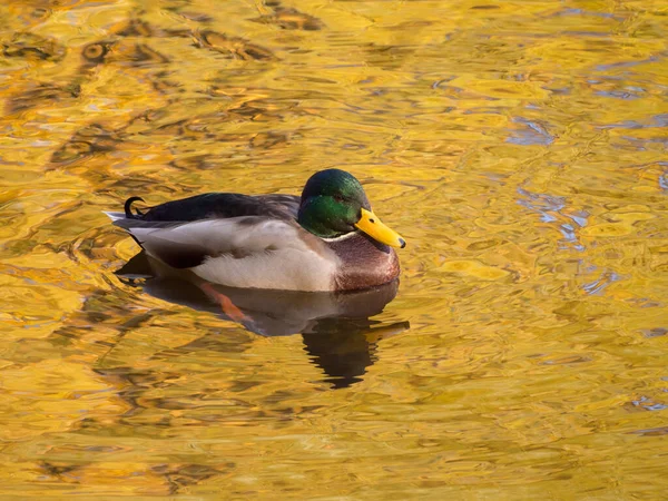 Pato Agua Con Reflejos Follaje Dorado Otoño — Foto de Stock