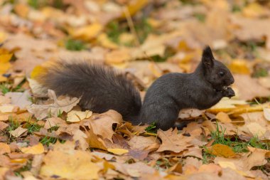 Sonbahar parkındaki siyah sincabın portresi.