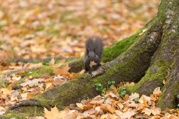 Porträt Eines Schwarzen Eichhörnchens Einem Herbstlichen Park — Stockfoto