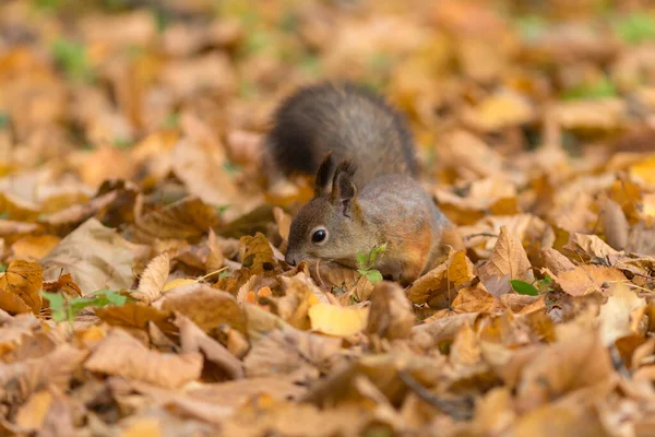 Retrato Una Ardilla Parque Otoño — Foto de Stock