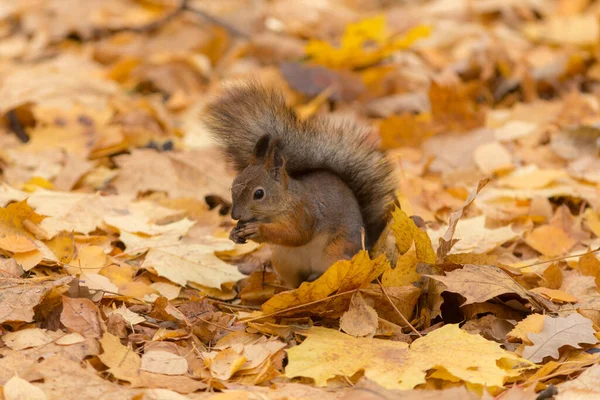 Porträt Eines Eichhörnchens Herbstpark — Stockfoto