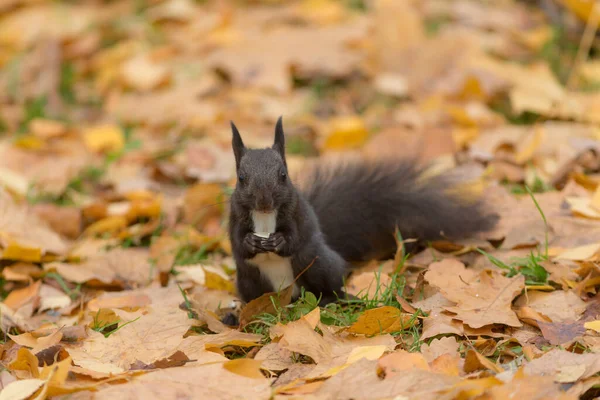 Porträt Eines Schwarzen Eichhörnchens Einem Herbstlichen Park — Stockfoto