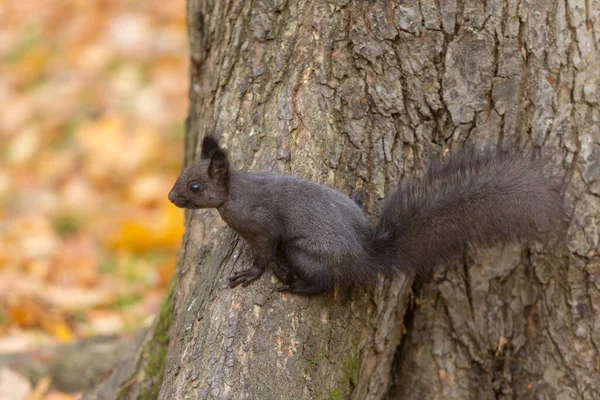 Porträt Eines Schwarzen Eichhörnchens Einem Herbstlichen Park — Stockfoto