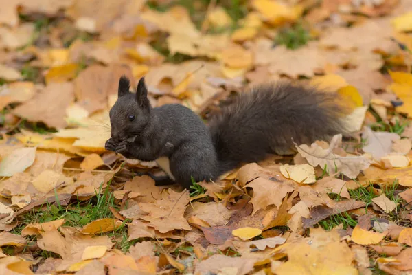 Portrait Black Squirrel Autumn Park — Stock Photo, Image