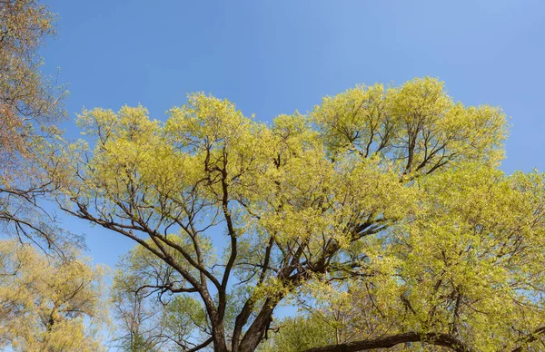 Folhagem Verde Árvores Primavera Contra Céu — Fotografia de Stock