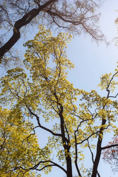 Ramos Bordo Florescente Primavera Contra Fundo Céu — Fotografia de Stock