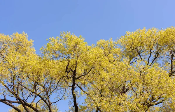 Folhagem Verde Árvores Primavera Contra Céu — Fotografia de Stock