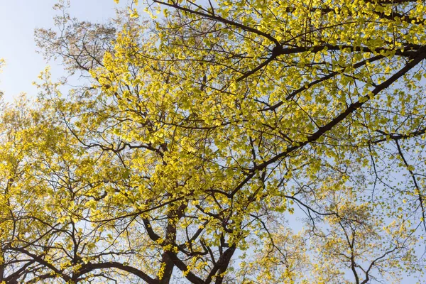 Folhagem Verde Árvores Primavera Contra Céu — Fotografia de Stock