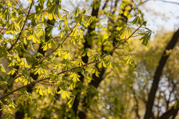 Gałęzie Kasztanowca Zielonymi Liśćmi Wiosną — Zdjęcie stockowe