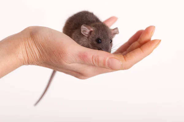 Kleine Baby Ratte Auf Einer Menschlichen Hand Nahaufnahme — Stockfoto