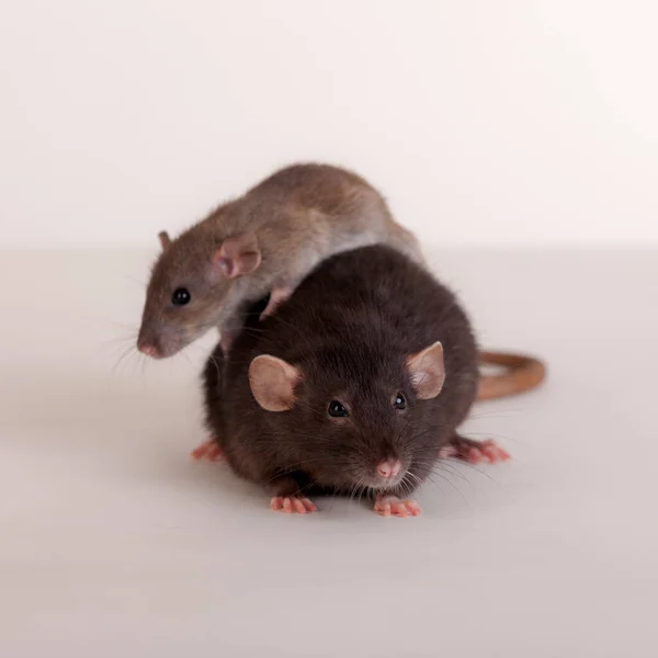 Studioporträt Zweier Ratten Aus Nächster Nähe — Stockfoto