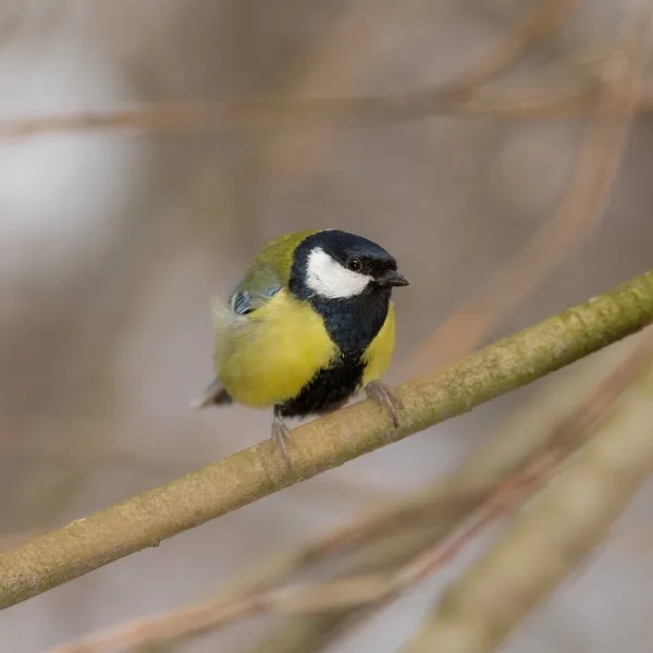 Retrato Titmouse Una Rama Parque — Foto de Stock