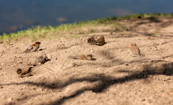 春天麻雀群落在沙滩上 — 图库照片