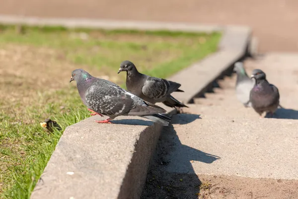 春天公园台阶上的鸽子 — 图库照片