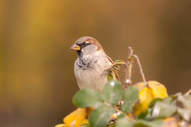 Yabani gülün dalında serçe portresi