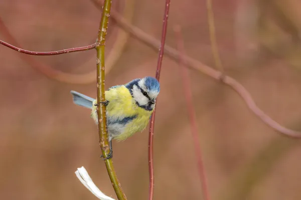 Portrait Blue Tit Tree Branch — 图库照片