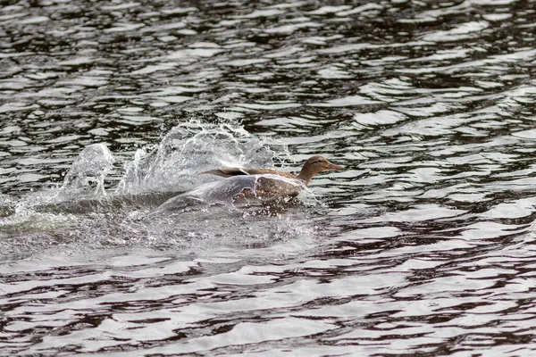 Pato Selvagem Nadando Rápido Água — Fotografia de Stock