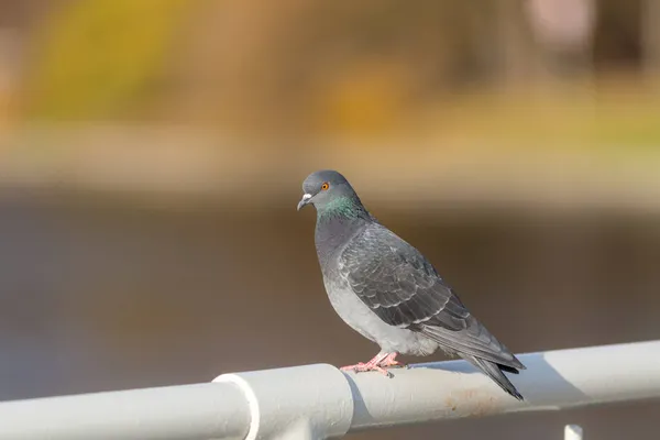 Portrait Pigeon Sur Une Balustrade — Photo