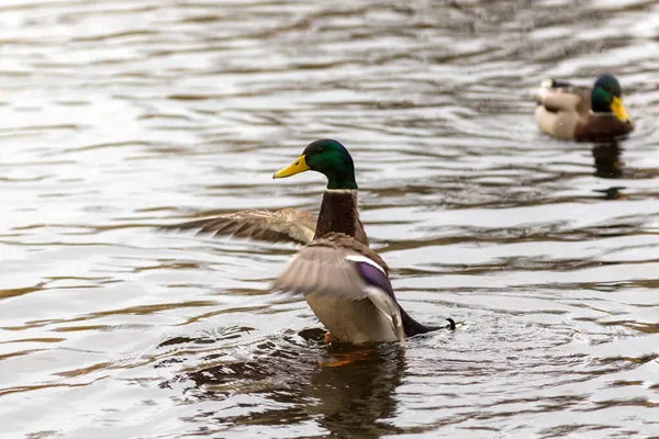 Pato Agua Agitando Sus Alas —  Fotos de Stock